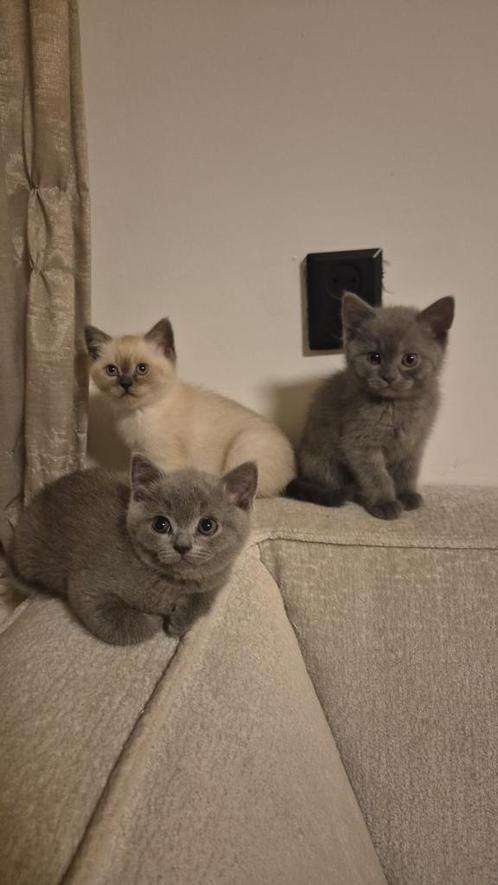 Britse korthaar direct beschikbaar, Dieren en Toebehoren, Katten en Kittens | Raskatten | Korthaar, Meerdere dieren, 0 tot 2 jaar