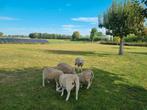 Weide lammeren texelaars te koop, Dieren en Toebehoren, Schapen, Geiten en Varkens, Vrouwelijk, Schaap