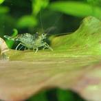 Garnalen mix, Dieren en Toebehoren, Kreeft, Krab of Garnaal