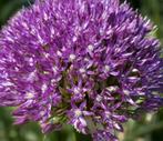 Allium Violet Beauty bolmaat 11 (5 stuks), Ophalen, Najaar, Volle zon, Bloembol