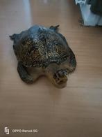 Mooie decoratie schildpad lijkt met egt, Ophalen of Verzenden, Zo goed als nieuw
