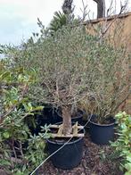 Olijfboom, Volle zon, Ophalen of Verzenden, 100 tot 250 cm, Olijfboom