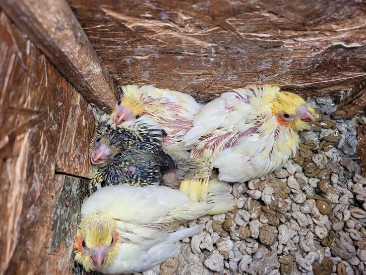 3 Lutino valkparkieten, Dieren en Toebehoren, Vogels | Kanaries, Kleurkanarie, Meerdere dieren