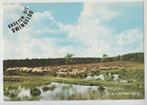 Dwingeloo Schaapskudde Schapen hebben dorst 1981 ongelopen, Verzamelen, Ansichtkaarten | Nederland, Verzenden, 1980 tot heden