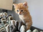 Prachtige kittens Ragdoll x Siberische boskat, Meerdere dieren, Gechipt, 0 tot 2 jaar