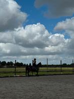 Pony stalling Niedorp, Dieren en Toebehoren, Stalling en Weidegang, Weidegang, 2 of 3 paarden of pony's