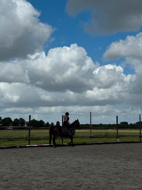 Stalling Niedorp, Dieren en Toebehoren, Stalling en Weidegang, Stalling, Weidegang, 2 of 3 paarden of pony's