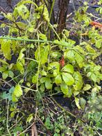 Onsterfelijkheidskruid - Jiaogulan, Ophalen, Vaste plant, Halfschaduw, Kruiden