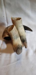 3 dierenhoorns 16 cm, Verzenden, Zo goed als nieuw, Beeldje of Figuurtje