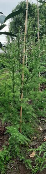 Cryptomeria japonica gestokt 80/100cm Japanse ceder of cipre, Ophalen