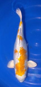 Kin Fuji, Karper of Koi