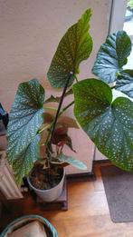 Grote begonia met roze bloemen
Deze is 1 meter hoog
Ophalen, Ophalen, Halfschaduw, Minder dan 100 cm