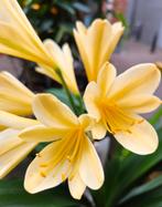 Clivia Miniata Citrina Geel p13, Ophalen of Verzenden, Volle zon, Minder dan 100 cm