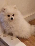 Pomeriaan Witte puppy, Dieren en Toebehoren, Ophalen of Verzenden, Nieuw