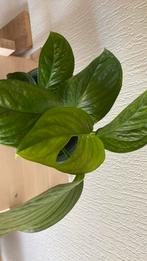 Monstera Pinnatipartita, Huis en Inrichting, Kamerplanten, Ophalen of Verzenden, Overige soorten, Minder dan 100 cm