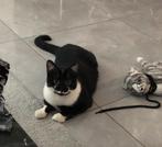 Kat Pablo, Dieren en Toebehoren, Katten en Kittens | Overige Katten, 0 tot 2 jaar, Kater