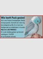 Vermist muspapegaai/forpus. In leusden., Vogel