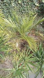 Palm., Bloeit niet, Minder dan 100 cm, Palmboom, Ophalen