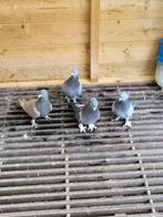 Takala duiven, Dieren en Toebehoren, Vogels | Duiven