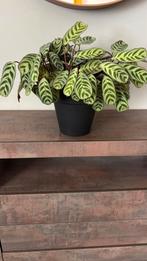 Calathea, Ophalen, Overige soorten, Minder dan 100 cm