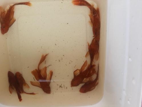 RED LONGFIN ANCISTRUSSEN EN KORTVINNEN, Dieren en Toebehoren, Vissen | Aquariumvissen, Zoetwatervis, Vis, Schoolvis