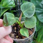 philodendron lupinum stek, Ophalen of Verzenden, Halfschaduw, Minder dan 100 cm