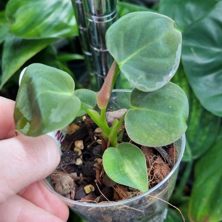 philodendron lupinum stek, Huis en Inrichting, Kamerplanten, Minder dan 100 cm, Halfschaduw, Ophalen of Verzenden