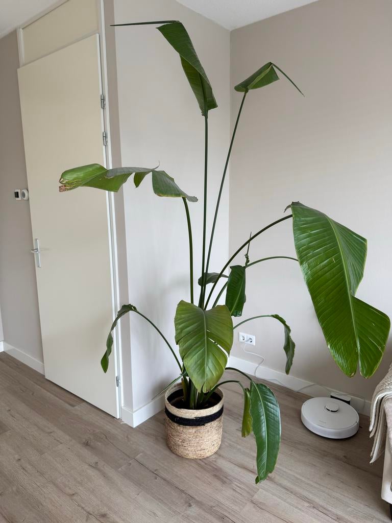 Grote Strelitzia - Te groot na verhuizing, Huis en Inrichting, Kamerplanten, 200 cm of meer, Overige soorten, Ophalen of Verzenden