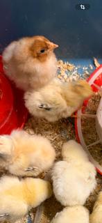 2 stuks kuikens, Dieren en Toebehoren, Pluimvee, Meerdere dieren, Kip