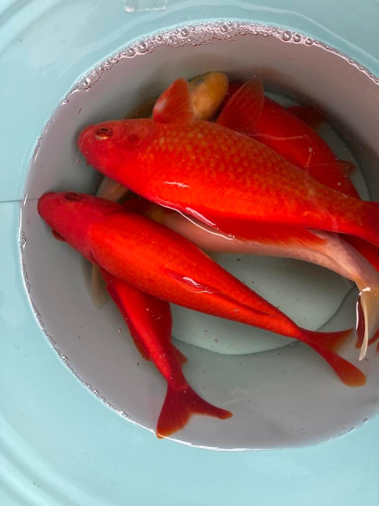 diverse koi en goudvissen tekoop weg is pech, Dieren en Toebehoren, Vissen | Vijvervissen, Karper of Koi