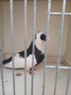 Felegyhazer, Dieren en Toebehoren, Mannelijk, Kropper