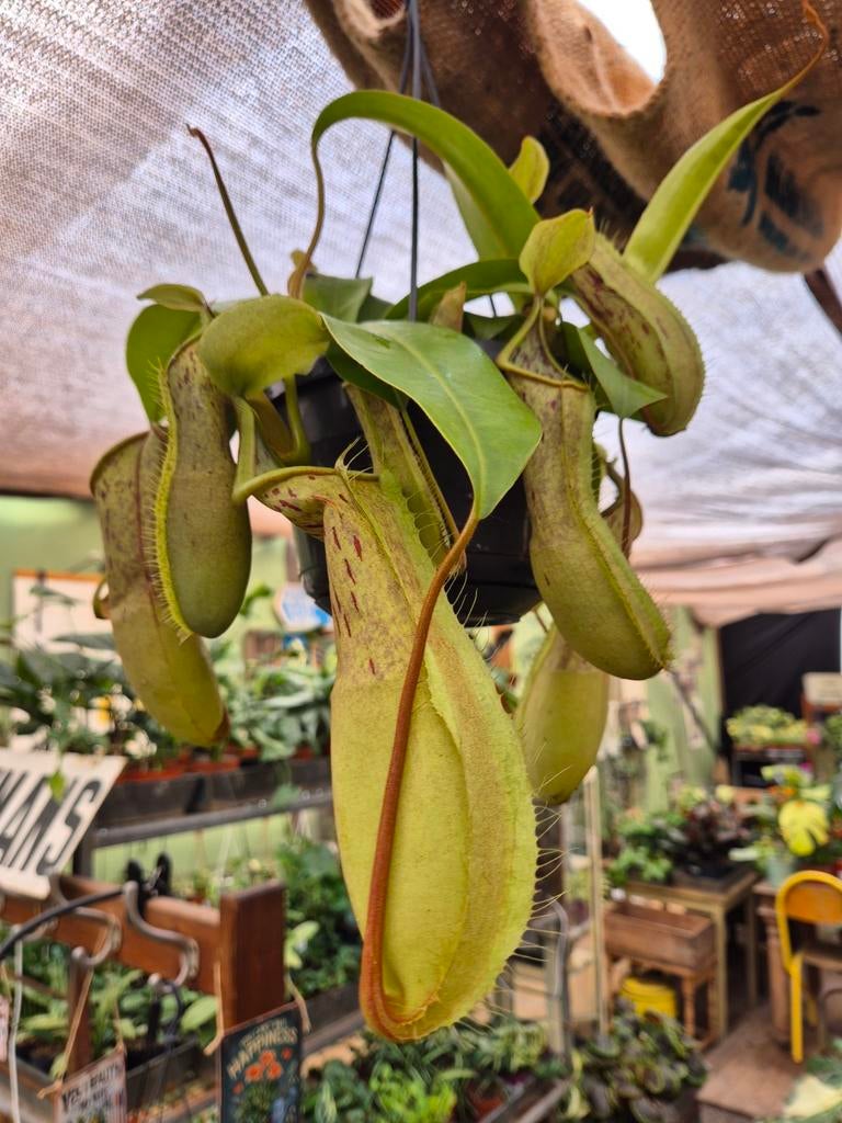 Nepenthes Alata Louisa p14 (3), Ophalen of Verzenden, Halfschaduw, Minder dan 100 cm
