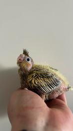 Tamme jonge valkparkieten, Dieren en Toebehoren, Vogels | Parkieten en Papegaaien, Meerdere dieren, Parkiet, Geringd