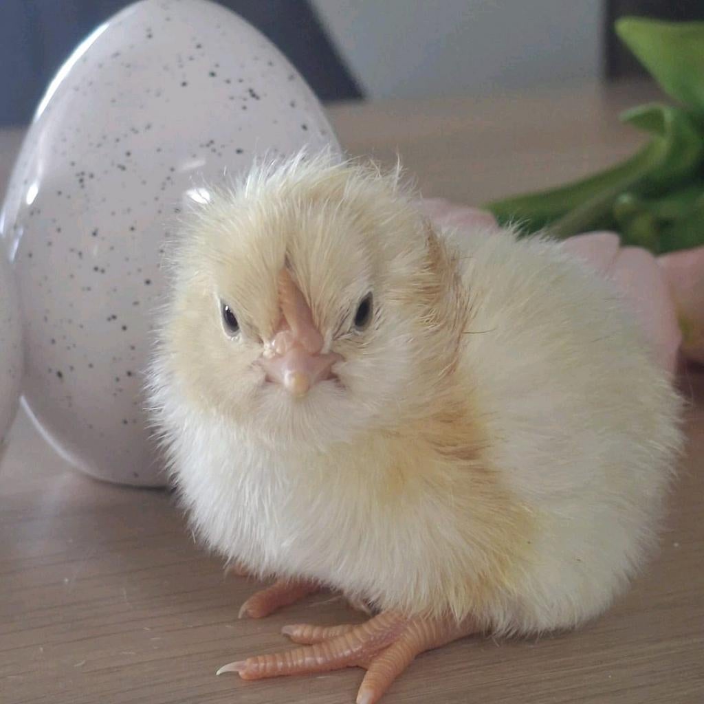 Paas kuikens te koop, Geslacht onbekend, Kip