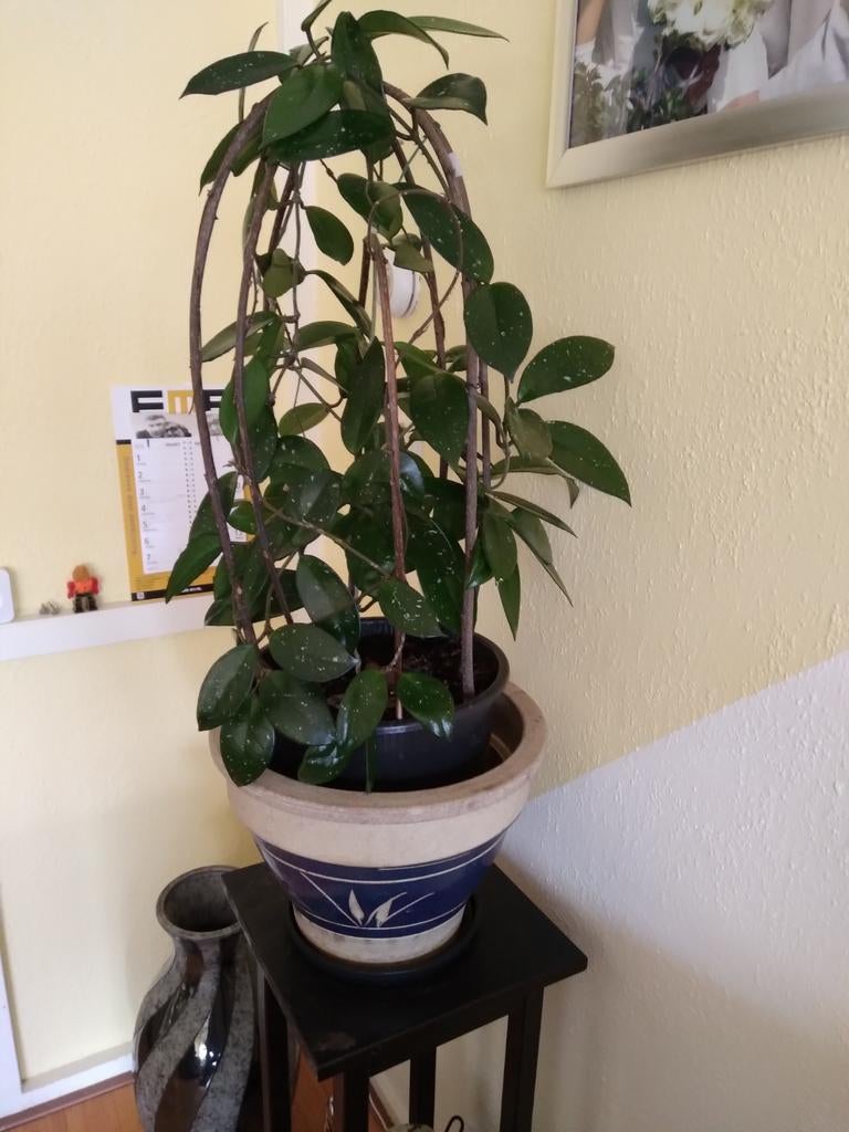 Grote Hoya plant in pot, Huis en Inrichting, Kamerplanten, Overige soorten, 100 tot 150 cm, Groene kamerplant, Halfschaduw, In pot