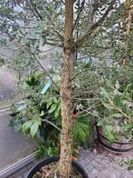 Quercus Suber / mediterrane kurkeik / wintergroen ‼️‼️, Tuin en Terras, Planten | Bomen, Bloeit niet, 400 cm of meer, Ophalen