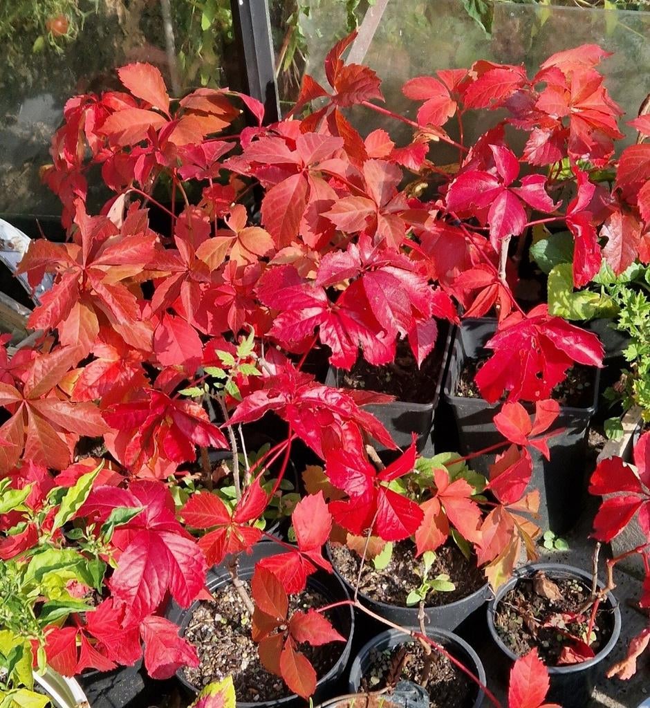 Wingerd "Troki", kleurt felrood in de herfst., Tuin en Terras, Ophalen, Volle zon, Vaste plant, Bloeit niet