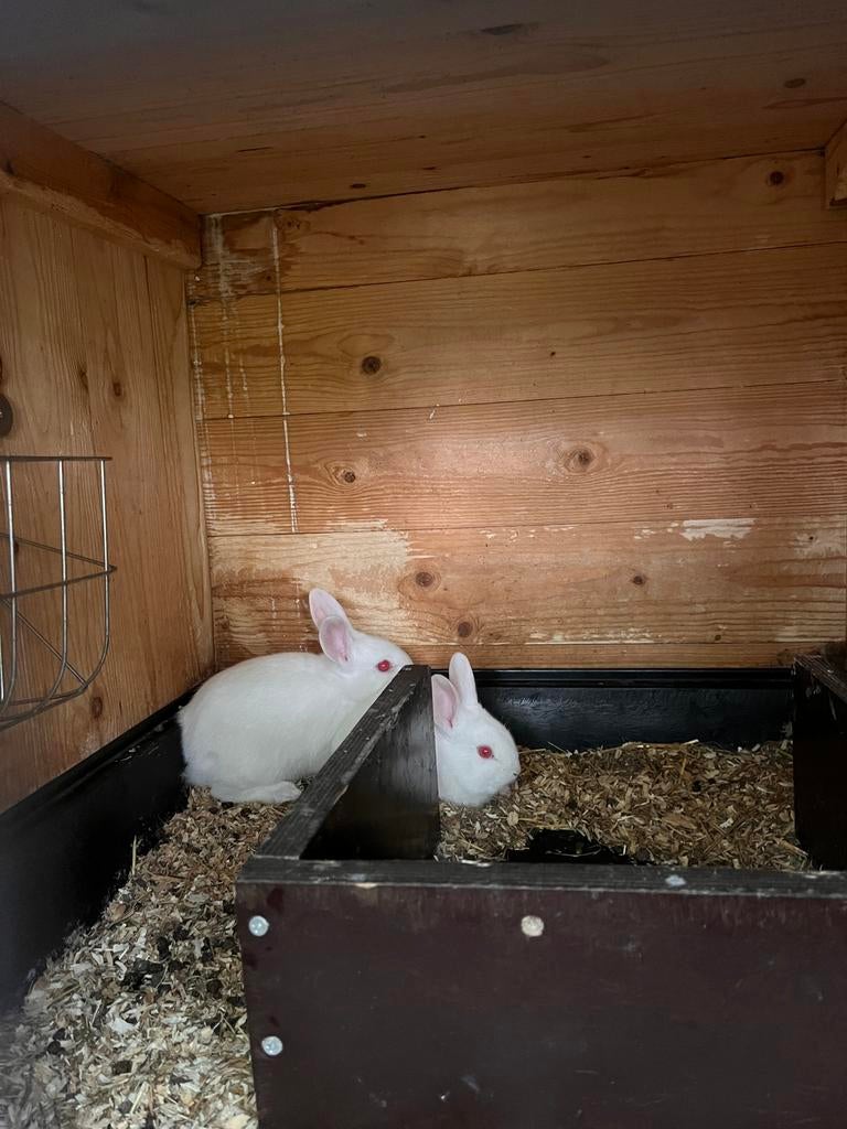 Konijn, jong, black tan, wit, zwart, bruin, Dieren en Toebehoren, Konijnen, Meerdere dieren, Middelgroot, 0 tot 2 jaar