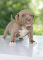 American bully pups, Dieren en Toebehoren, Parvo, 8 tot 15 weken, Meerdere, Nederland
