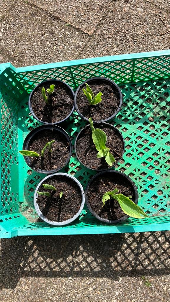 Hosta groen met gele rand, Ophalen, Minder dan 100 cm, Overige soorten, Halfschaduw