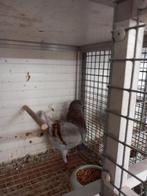 Mooie duitse modena, Dieren en Toebehoren, Meerdere dieren