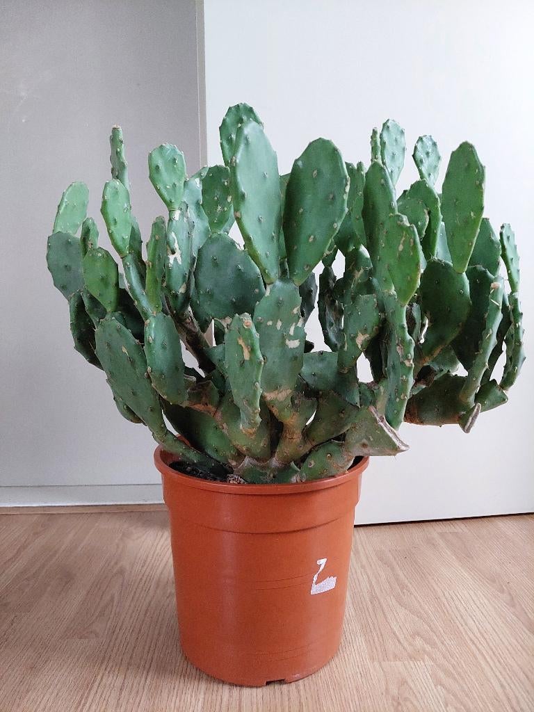 XL Opuntia Vulgaris - Vijgencactus / Schijfcactus H: 65 cm., Ophalen, Cactus, Minder dan 100 cm, Volle zon