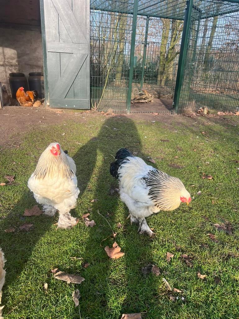 2 witte brahma haantjes, Mannelijk, Kip