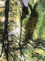 Douchegordijn, Ophalen of Verzenden, Nieuw, Groen, Overige typen