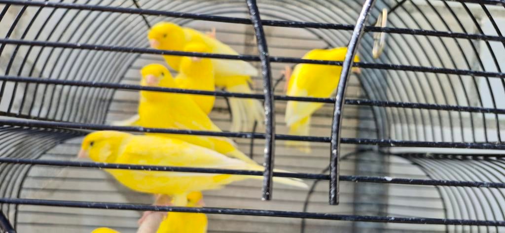 Kanarie geel intensief en schimmel, Dieren en Toebehoren, Vogels | Kanaries, Meerdere dieren, Kleurkanarie