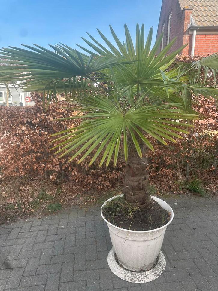 Winterharde palmboom in pot - Trachycarpus fortunei, Tuin en Terras, Planten | Tuinplanten, Vaste plant, Overige soorten, Volle zon