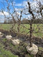 Perenbomen met karakter, Ophalen, Lente, Volle zon, Perenboom