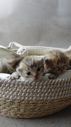Chocolate Golden Britse Korthaar kittens | Exclusieve kleur, Dieren en Toebehoren, Katten en Kittens | Overige Katten, Meerdere dieren
