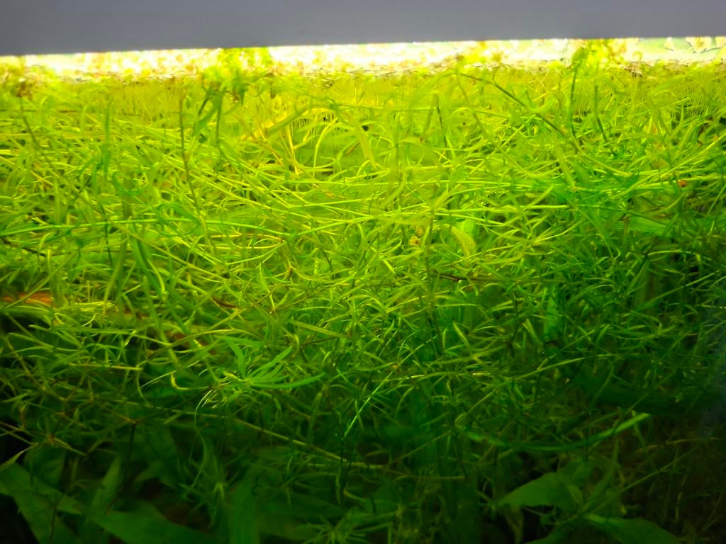 Guppygras, Ophalen, Nieuw, Plant(en), Steen of Hout