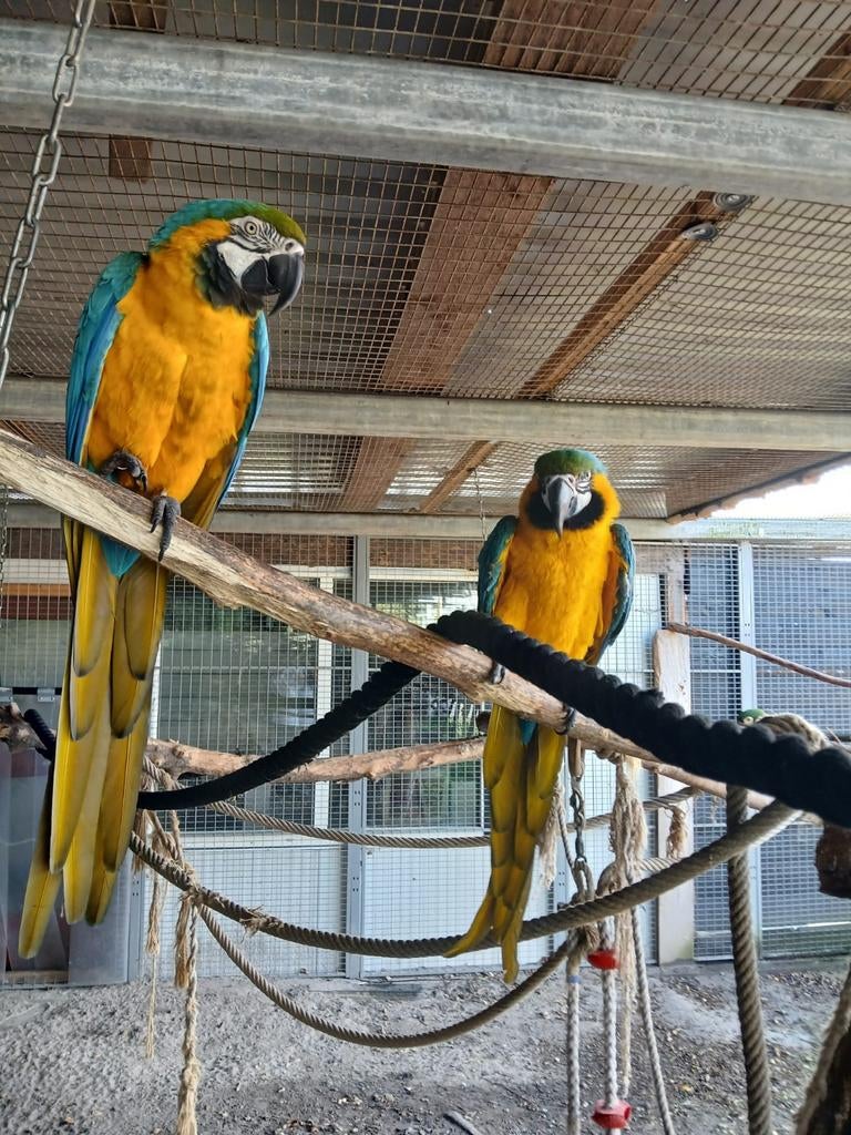 1-1 blg ara 1-1 severa 0-1 rose kak, Dieren en Toebehoren, Vogels | Parkieten en Papegaaien, Papegaai, Meerdere dieren, Geringd